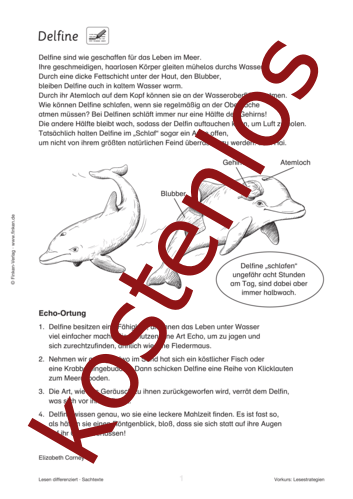 Vorschaugrafik 1 für das kostenlose Arbeitsblatt Delfine von Lehrermaterial.de.